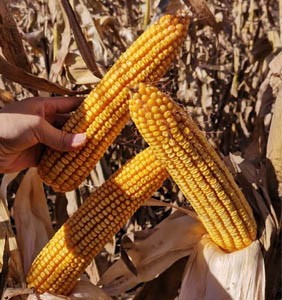 禾源155玉米種子